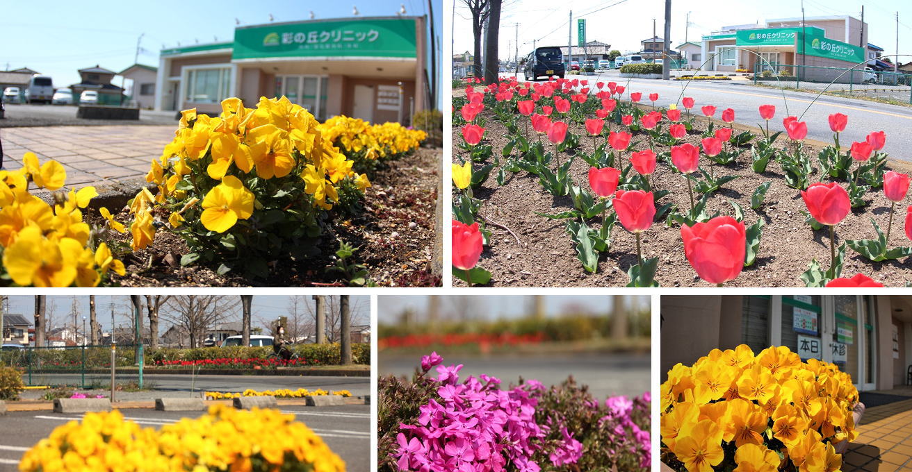 クリニック周囲の花々 彩の丘クリニック 上里町 花と新緑 運動で健康 彩の丘クリニック