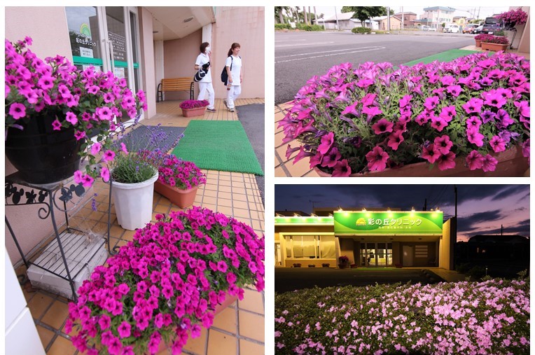 躍動するサフィニアブーケとツツジが元気いっぱい 彩の丘クリニック サフィニアツツジの花 医療事務 彩の丘クリニック 上里町