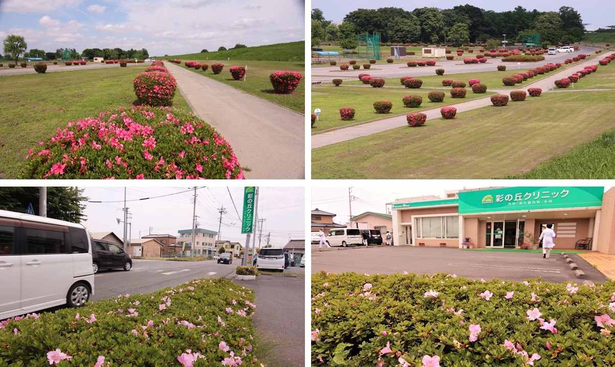 上里町のパブリック公園と彩の丘クリニック ツツジの花々 上里町 パブリック公園 クリニック ツツジの花