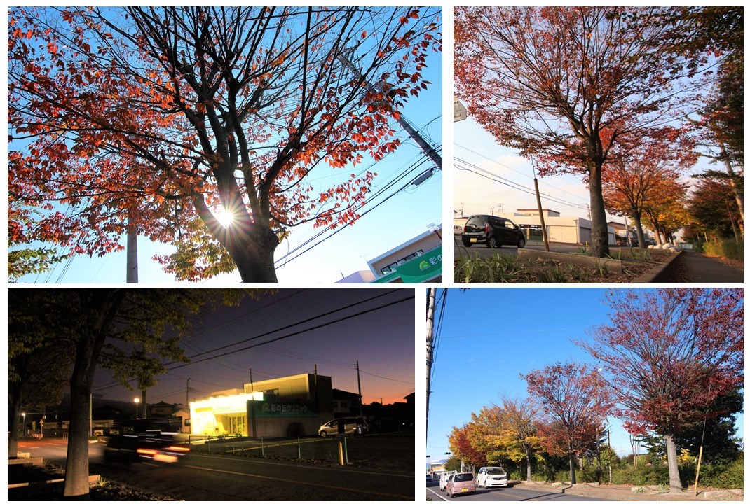 クリニック前の秋の風景 さいの丘クリニック 上里町 秋 クリニックの紅葉 上里町