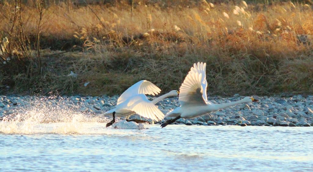 白鳥　烏川　さいのおかクリニック院長撮影