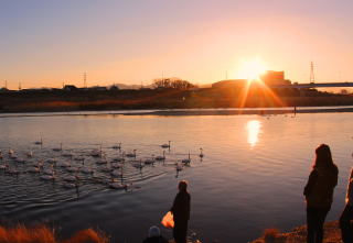 からす川　夕日の白鳥　高崎市新町の北にて