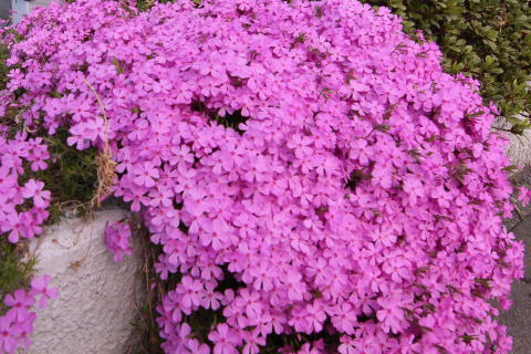 芝桜が最盛期　さいの丘　上里町