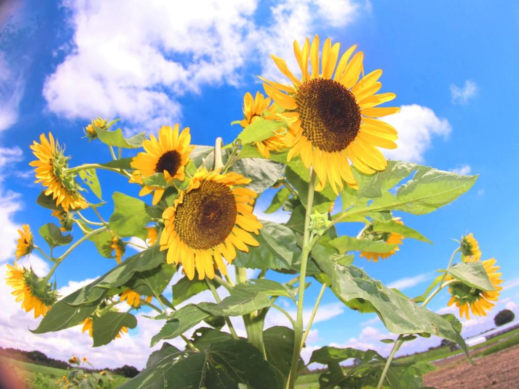 ひまわりの花　青空　かみさと