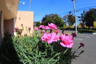 なでしこ　花　上里町