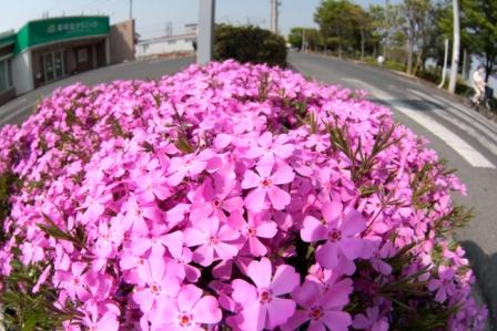 芝桜　彩の丘クリニック前にて　上里町