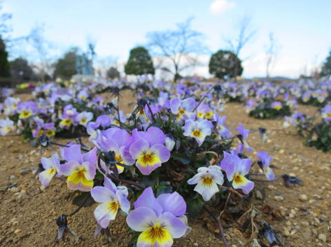 ビオラかな?准看護学校で授業の後、公園にて写真撮影 公園の花々 准看護学校 本庄市 児玉郡医師会