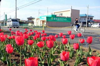チューリップが見事ですね。彩の丘クリニック前にて チューリップとクリニック 神保原