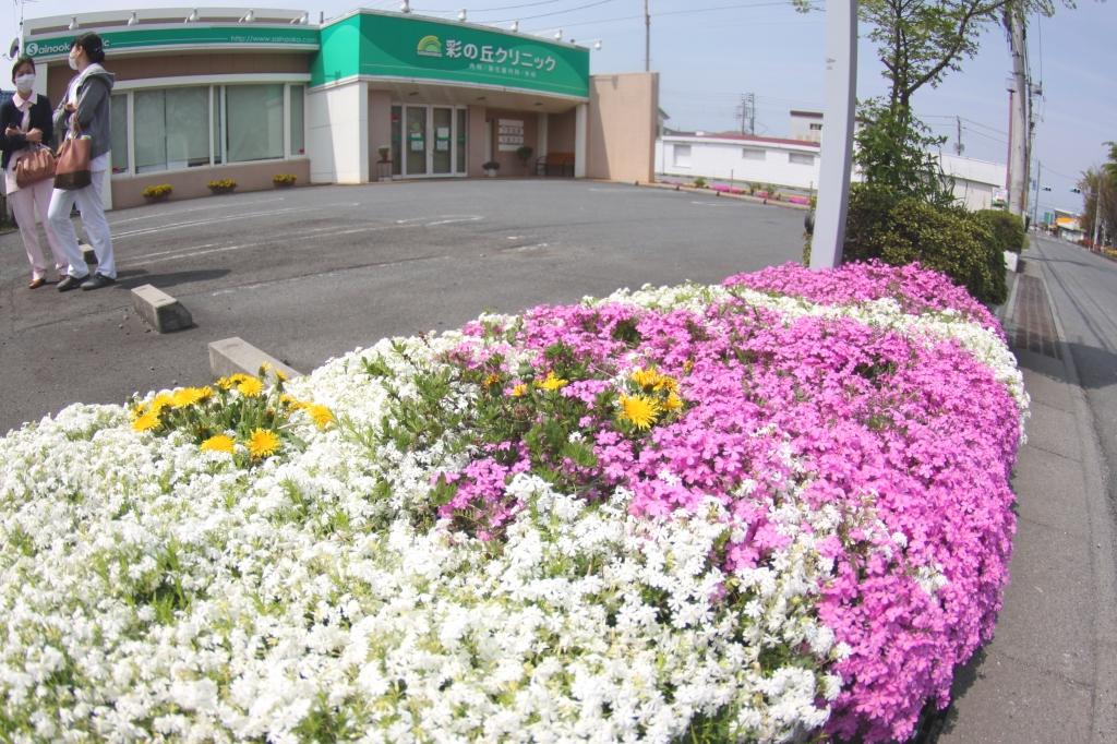クリニック前で芝桜が最盛期ですね 仕事帰りの看護師さんたちも楽しそう 看護師さんたちと芝桜 彩の丘クリニック
