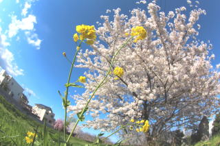 桜　かみさと　彩の丘