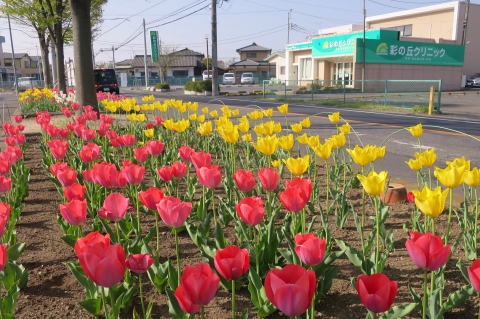 チューリップとクリニック　本庄市 児玉郡医師会