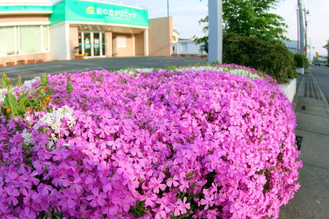 芝桜　彩の丘　上里町