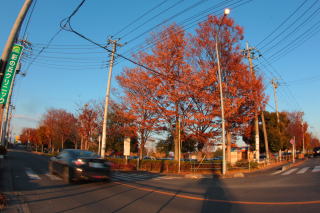 クリニック前の紅葉　神保原駅の北