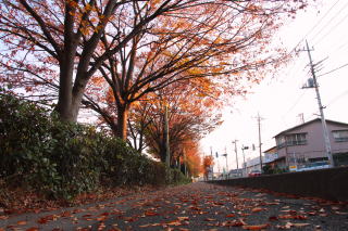 紅葉　クリニック前　神保原の駅北　