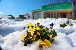 雪とビオラ　彩の丘クリニック