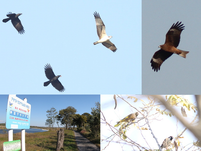 鳥　忍保パブリック公園　上里町