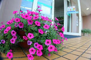 クリニック前の花　神保原