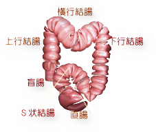 大腸カメラでポリープ、がんの検査を　彩の丘クリニック