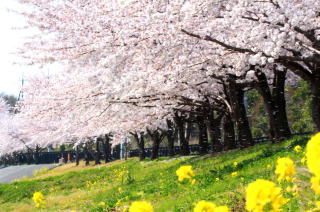 桜　上里町　彩の丘