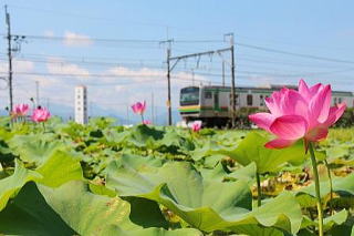 ハスの花　高崎線　上里町