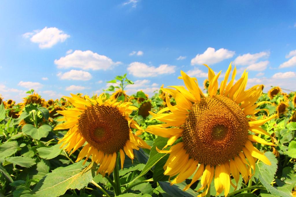 ひまわりがピークですね 上里町 北部 本庄市の間のあたりにて ひまわりの花 青空 上里町の風景