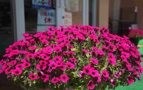 彩の丘クリニック　エントランスの花　糖尿病　本庄市児玉郡医師会