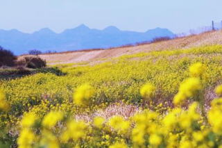 榛名山　菜の花　本庄市　