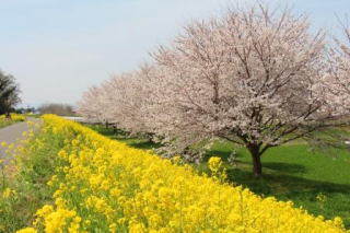 桜　菜の花　本庄市