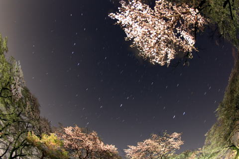 春の大曲線　桜