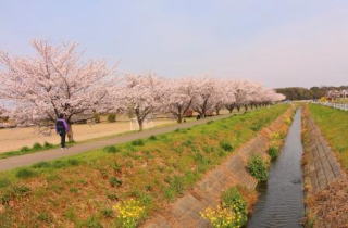 ふれあい祭り　桜　上里町