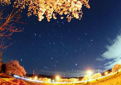 千本桜　冬の星座　児玉町　