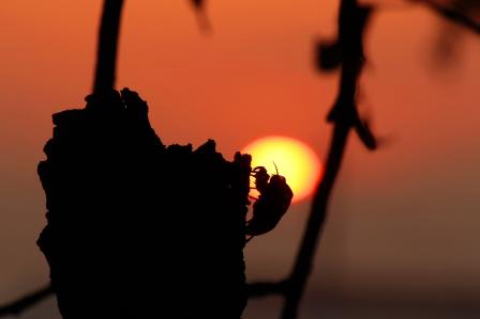 セミと夕日　彩の丘クリニック　院長撮影