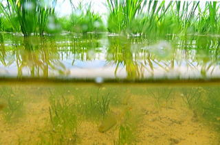 上里町の風景　水田の生き物　