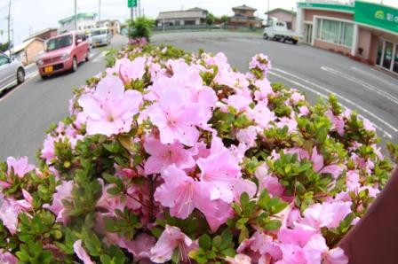 つつじ　花　上里町の医療機関