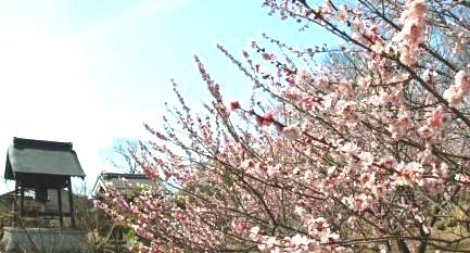 陽雲寺　新田義貞　武田信玄